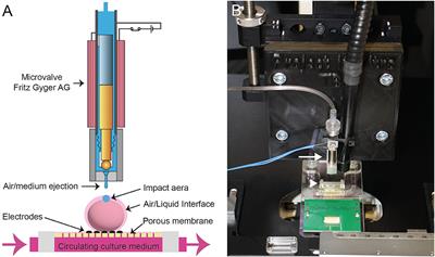 Opening the black box of traumatic brain injury: a holistic approach combining human 3D neural tissue and an in vitro traumatic brain injury induction device